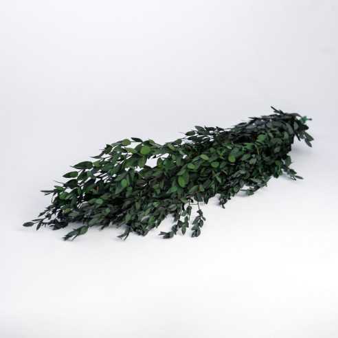 Eukaliptus stabilizowany | PARVIFOLIA...