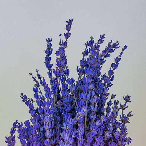 Stabilisierter Lavendel | Strauß |...
