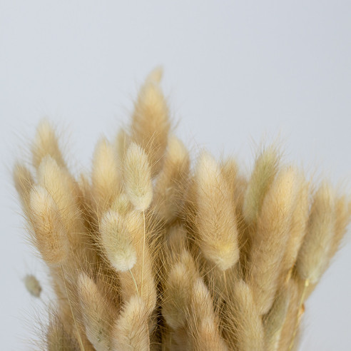 Dried Eggplant (Lagurus) | approx....