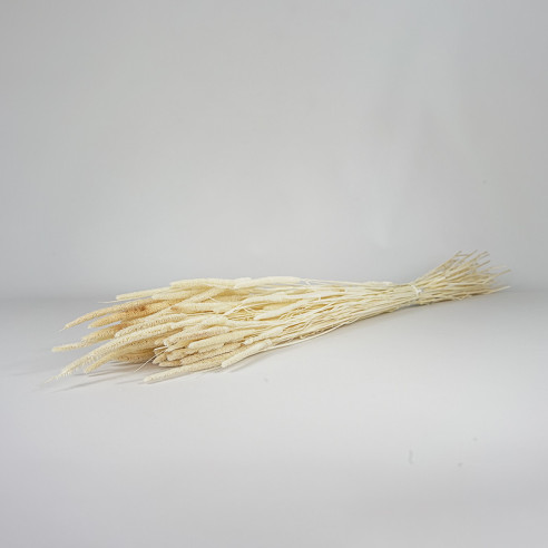 Dried Meadow Timothy | Phleum | 100...