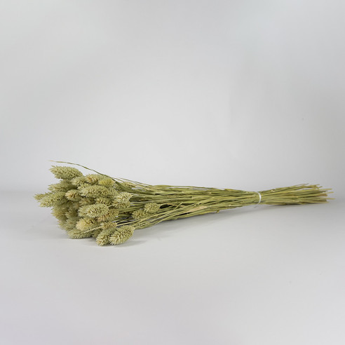 Getrockneter Phalaris (Kanarienvogel)...