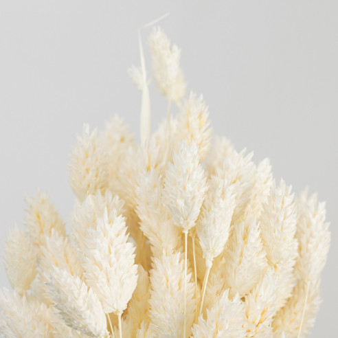 Getrockneter Phalaris (Kanarienvogel)...