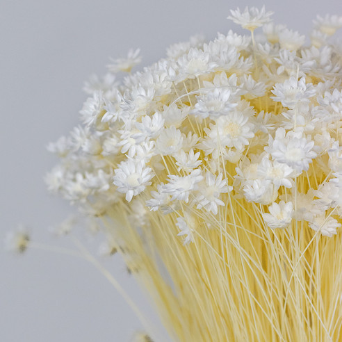 Dried Glixia | 100 gr. | approx. 350...