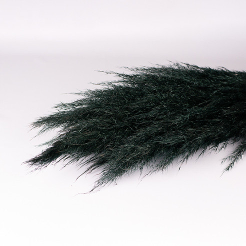 Pampasgras | 120 cm | 5 Stück | Schwarz