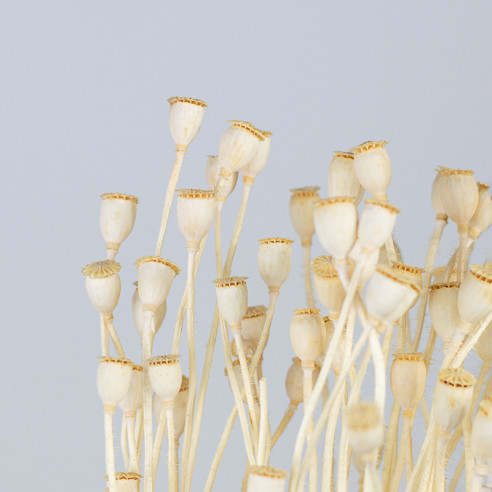 Dried Poppyseed | White