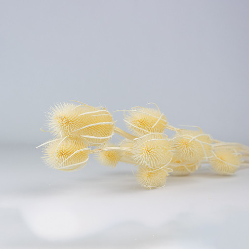 Getrocknete Distel | Weiß | 60 cm