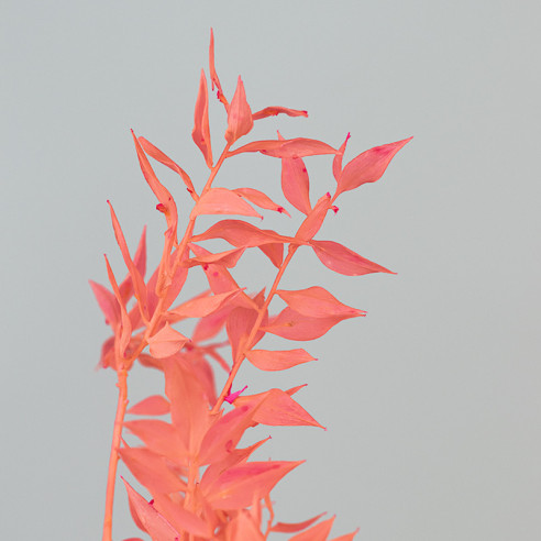 Stabilisierter Ruscus | 150 gr. |...
