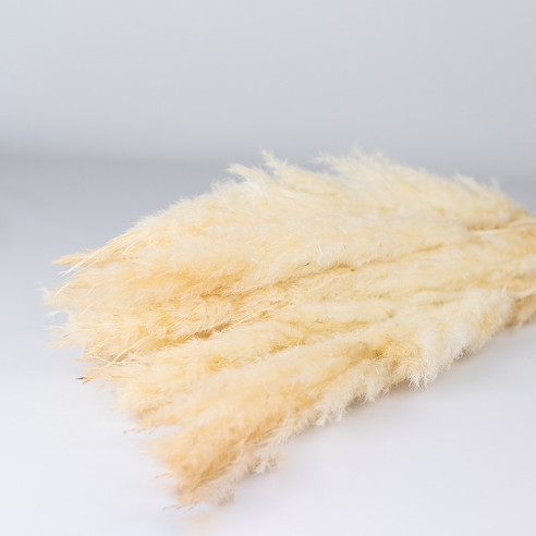 Pampas grass | 90 cm | 10 pcs | White.