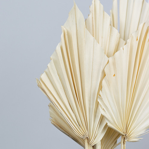 Getrocknetes Palmblatt | 5 Stück |...