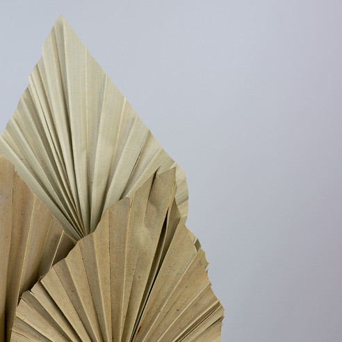 Dried Palm Leaf | 5 pcs. | Natural