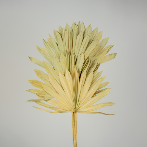 SUN dried palm leaf | 5 pcs | Natural