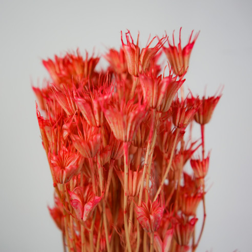 Dried Oriental Cumin | 100 gr. | Pink...