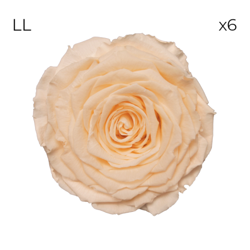 RoseAmor LL stabilisierte Rosen | 6...
