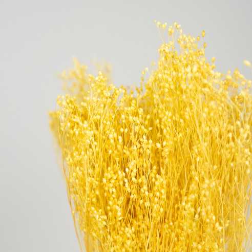 Dried Broom Bloom | bouquet 100 gr. |...