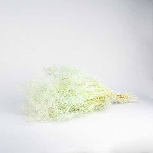 Stabilized gypsophila | bouquet | Mint