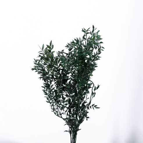 Stabilized Ruscus | 150 gr. | Green |...