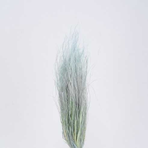 Getrocknetes Stipa-Gras | 40 gr. | Blau