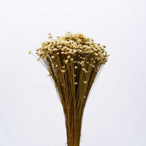 Dried Glixia | 100 gr. | approx. 350...