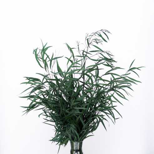 Stabilized eucalyptus | NICOLY | 150...