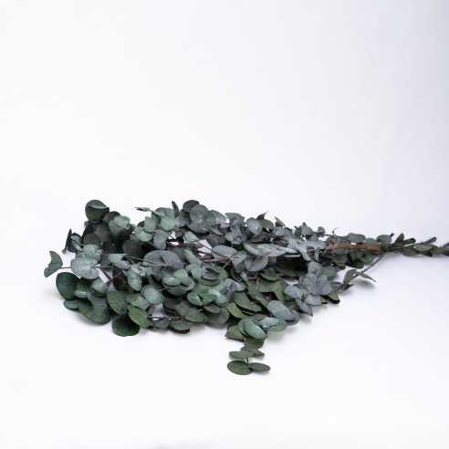 Stabilized eucalyptus | CINEREA | 150...