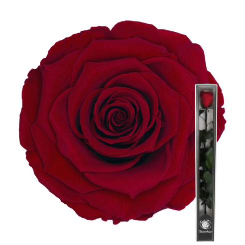 Stabilized rose with stem | 60cm | 1...