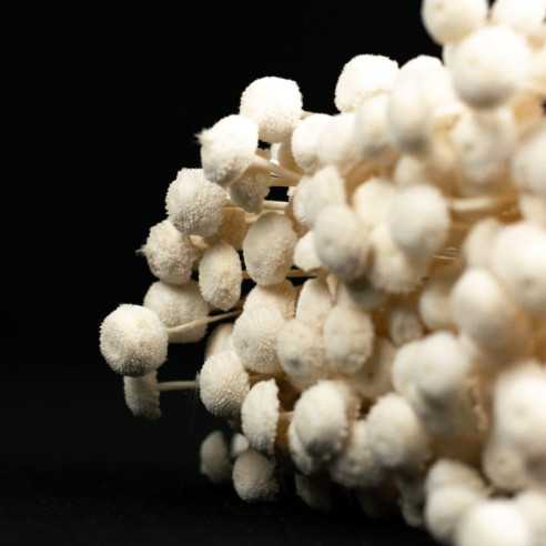 Dried Botao | approx. 130 pieces |...